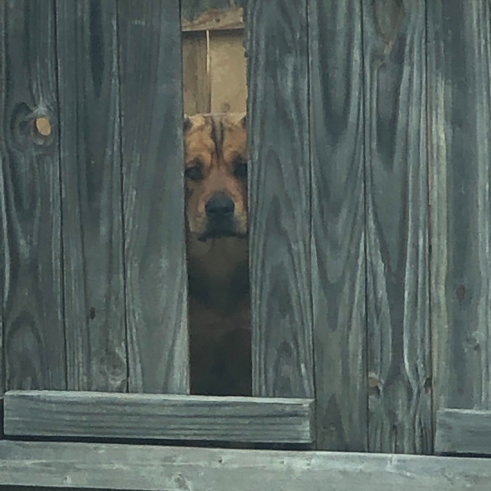 Meet your Posher, Estella